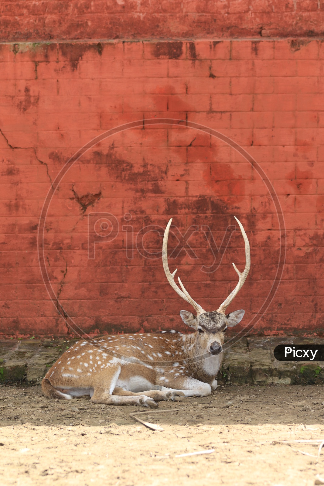 Deer resting in shade/animal