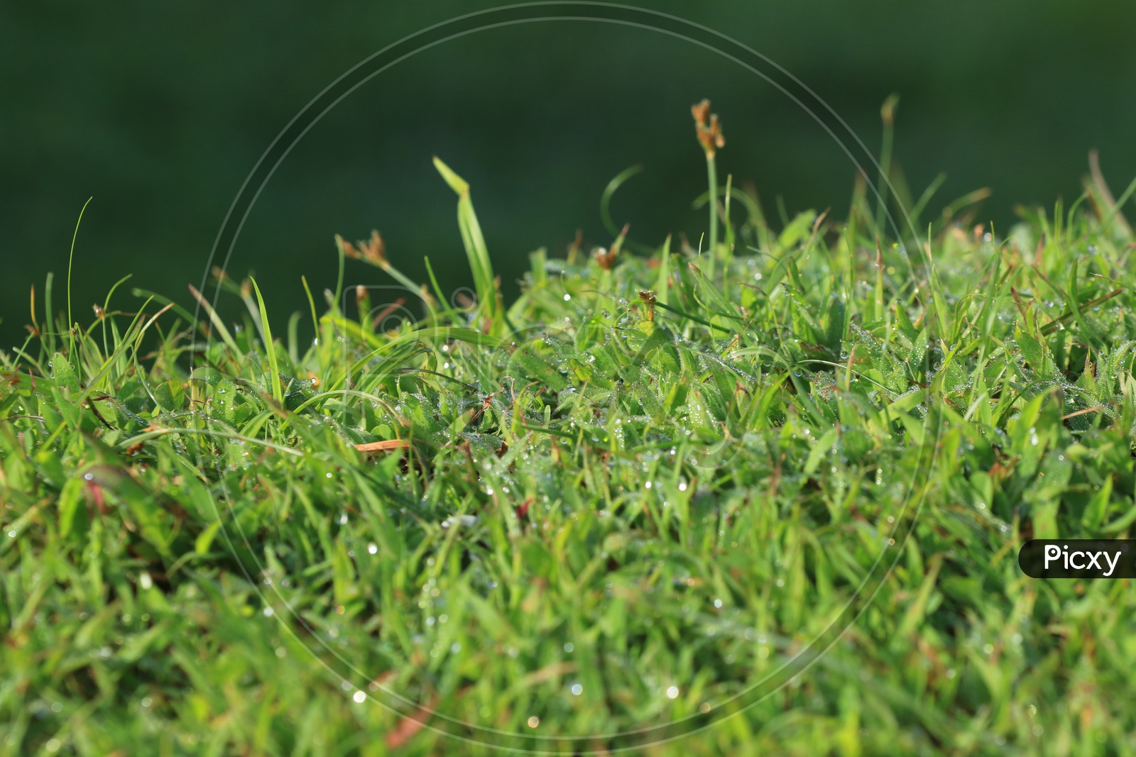 Dew/water droplets on green grass