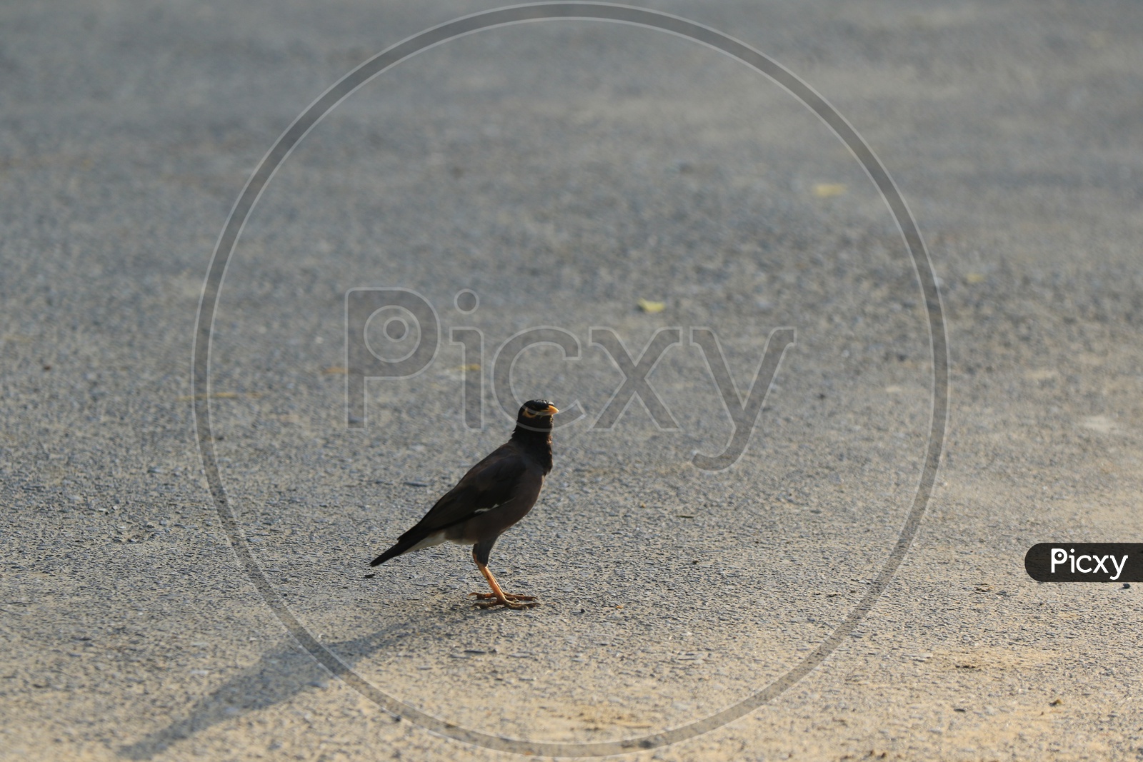 Myna on the Road