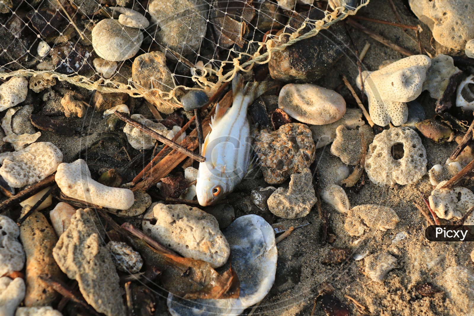 Dead white fish on the rocks