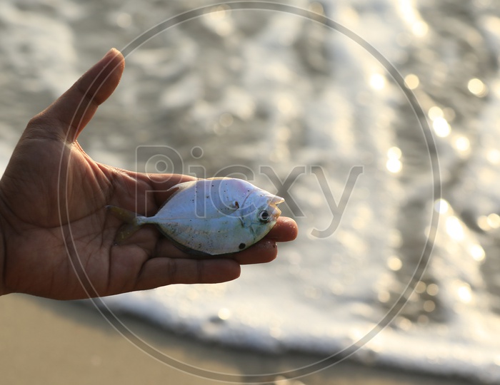 Dead white fish in the hand
