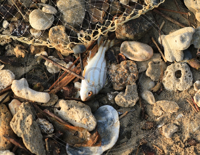 Dead white fish on the rocks