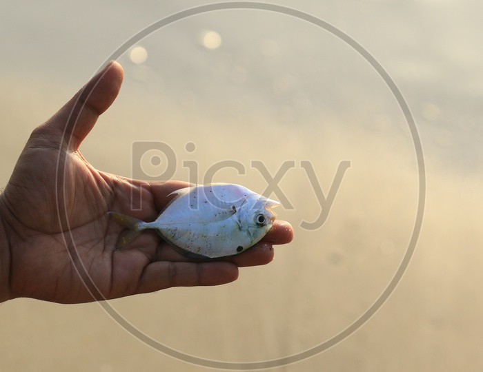 Dead White Fish in a Man's hand