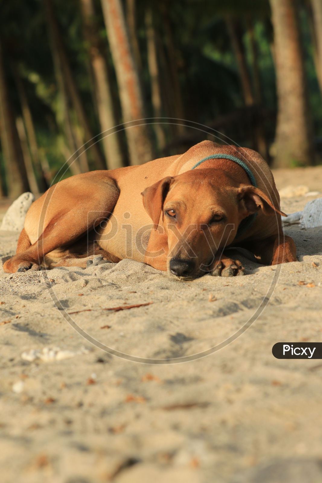 Resting dog on the beach