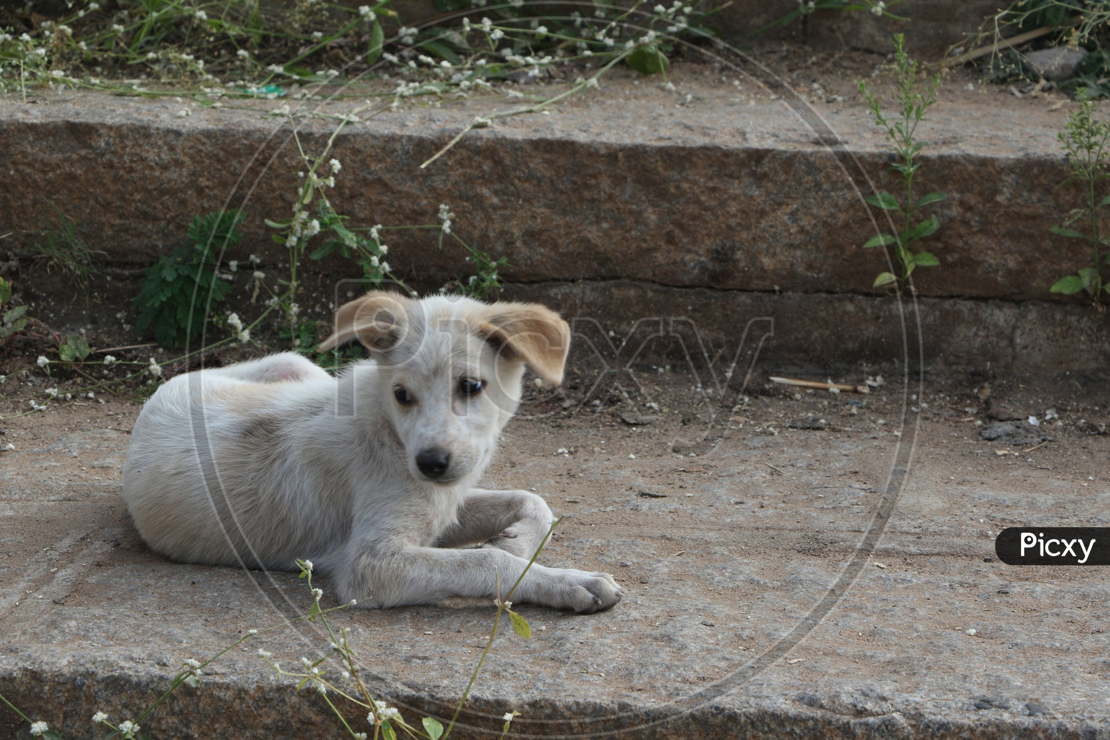 A Stray Dog On the Steps Of Virupaksha Temple in Hampi , Karnataka