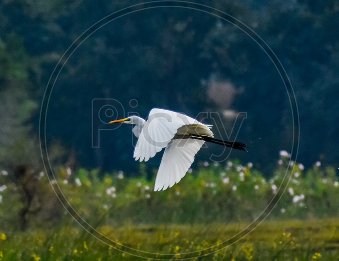 Egrets flight