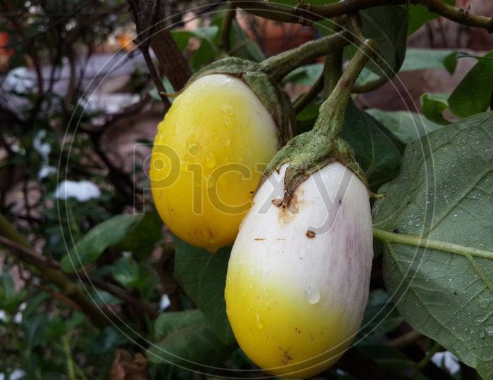 Brinjals of a Plant