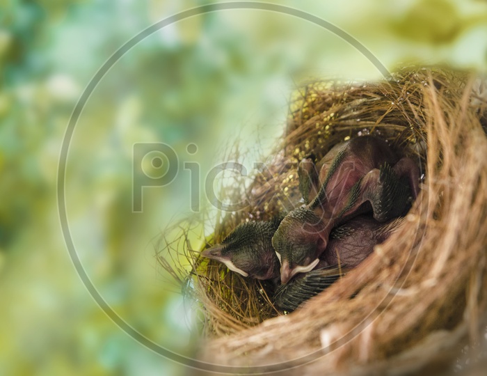 Hatchling in a nest