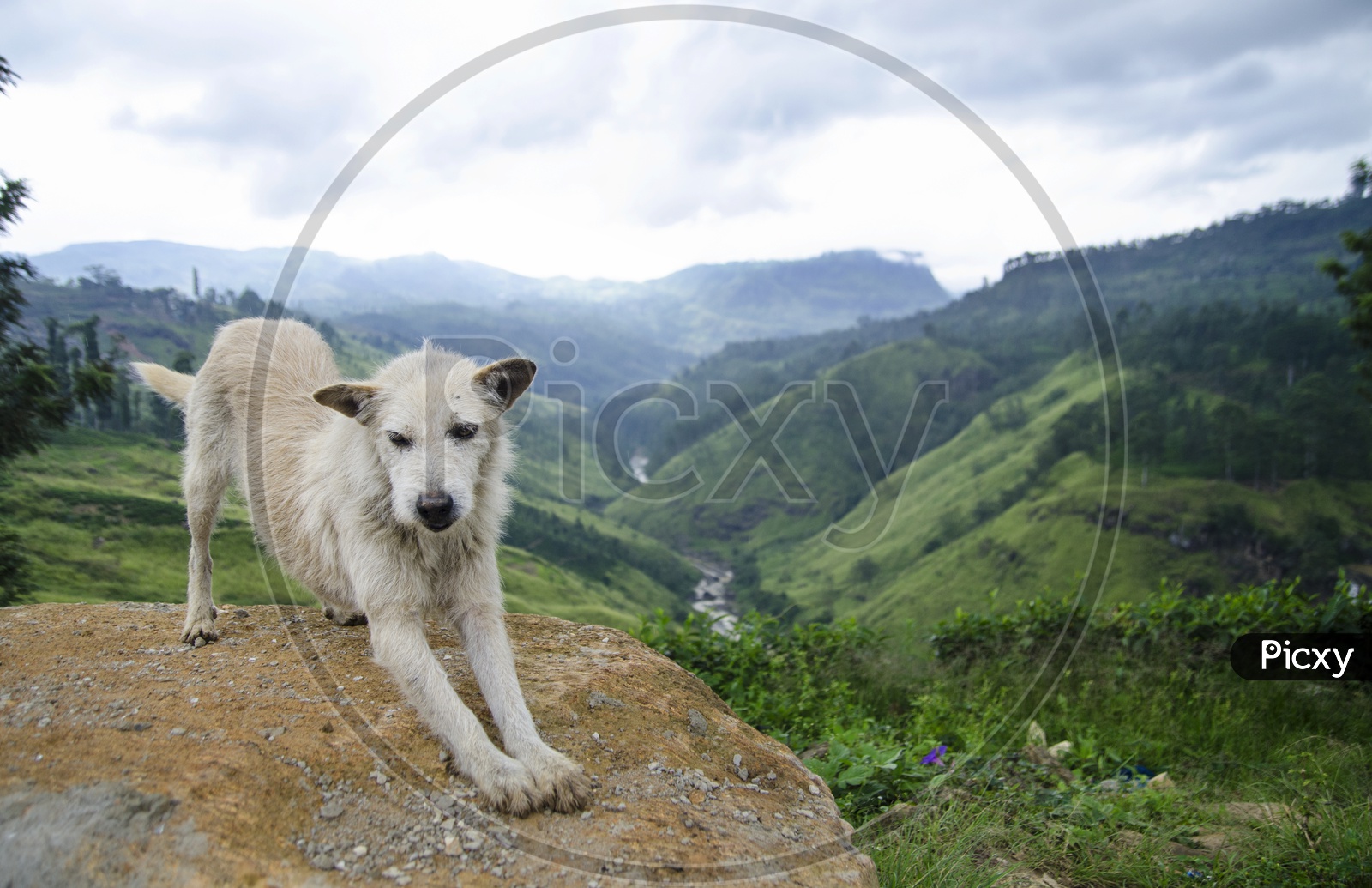 Landscape of beautiful Mountains of Sri Lanka with white dog in the foreground