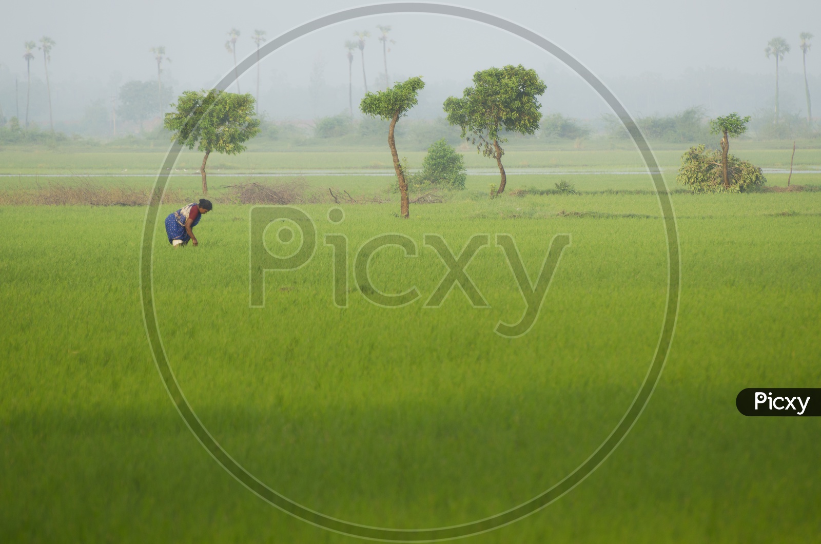 Woman harvesting, agriculture fields