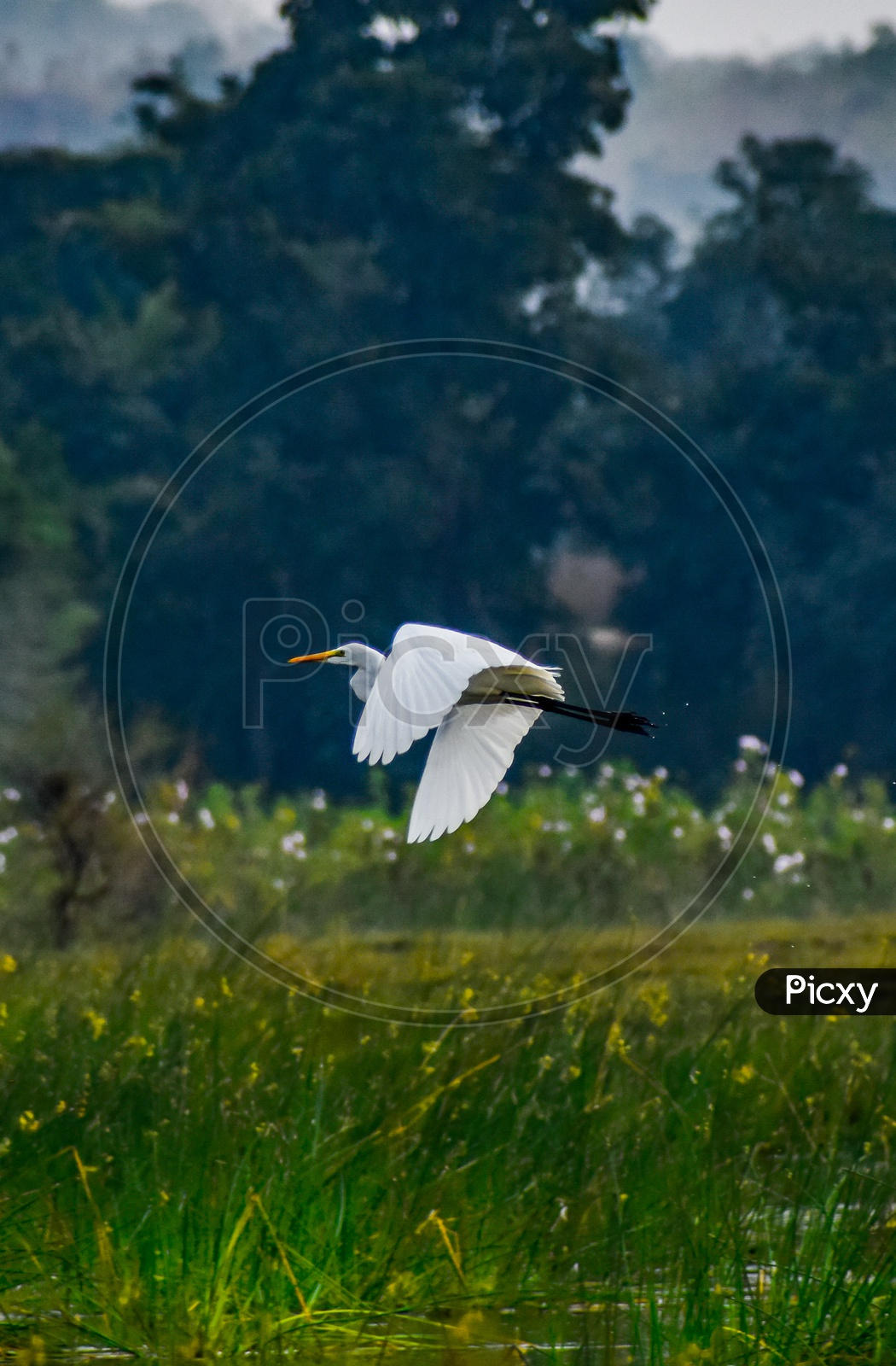 Egrets flight