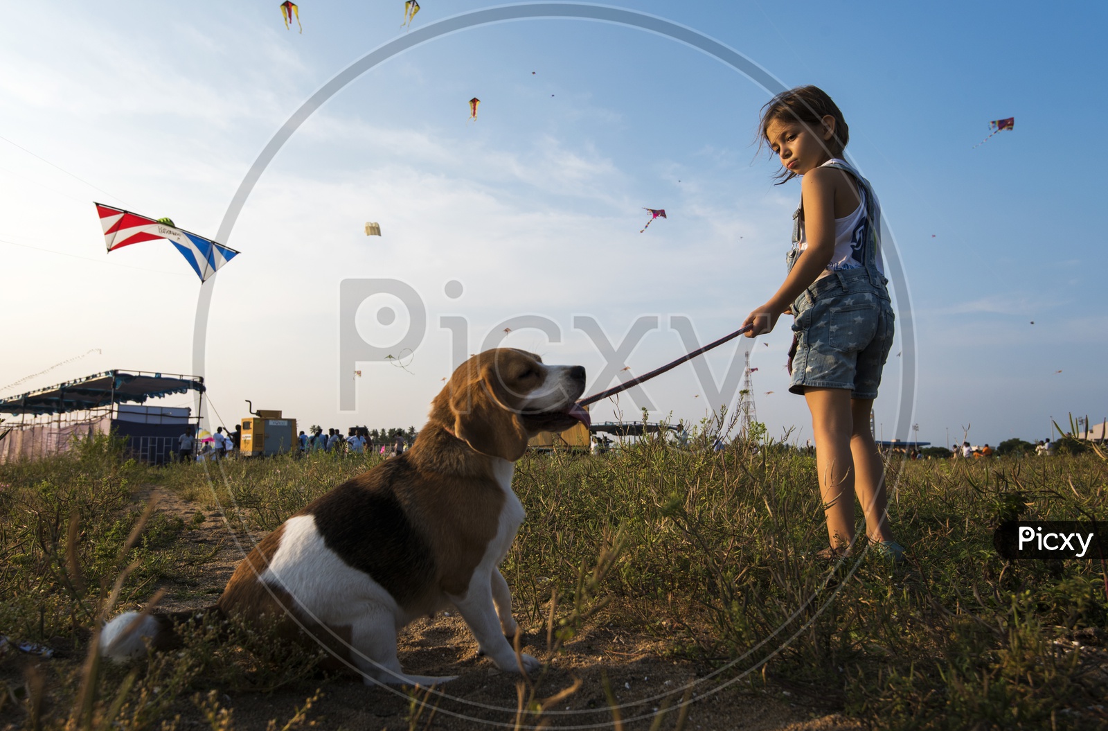 A  Girl Child With her Pet Dog At Kite Festival in Pondicherry