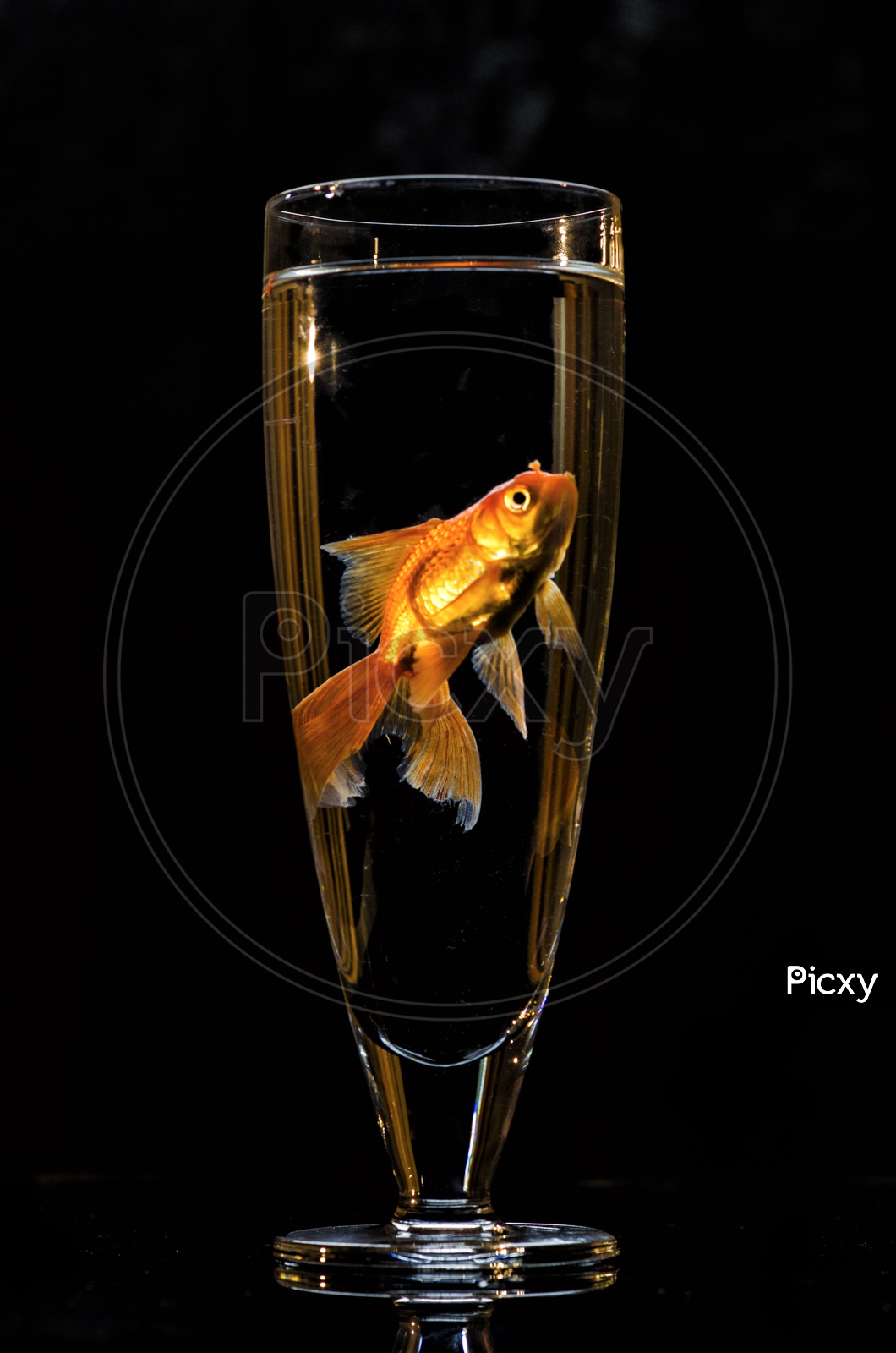 Fish in a Water Glass