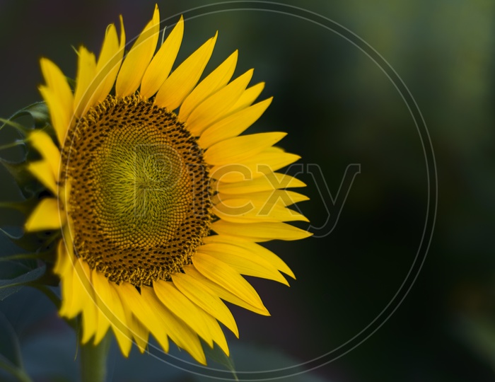 Sunflower Closeup Composition Shot