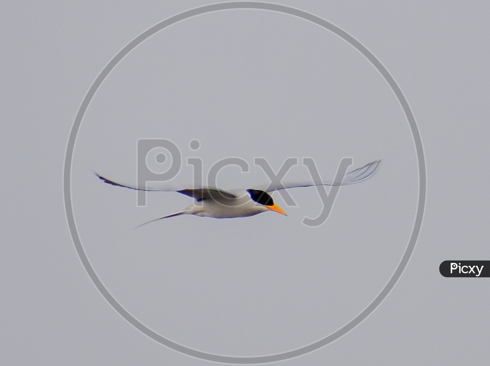 A River Tern bird