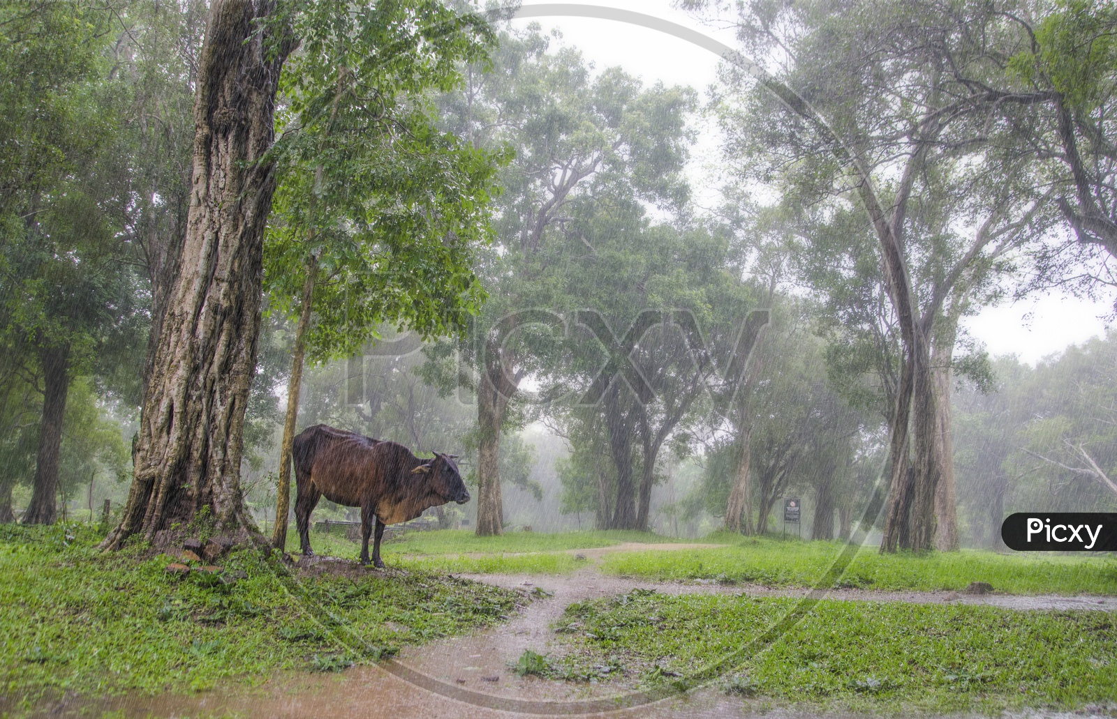 A cow in the rain