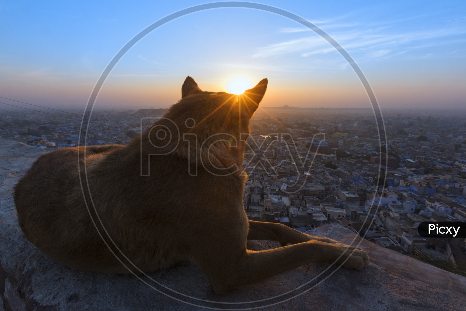 A Dog On The Walls Of Mehrangarh Fort With City View