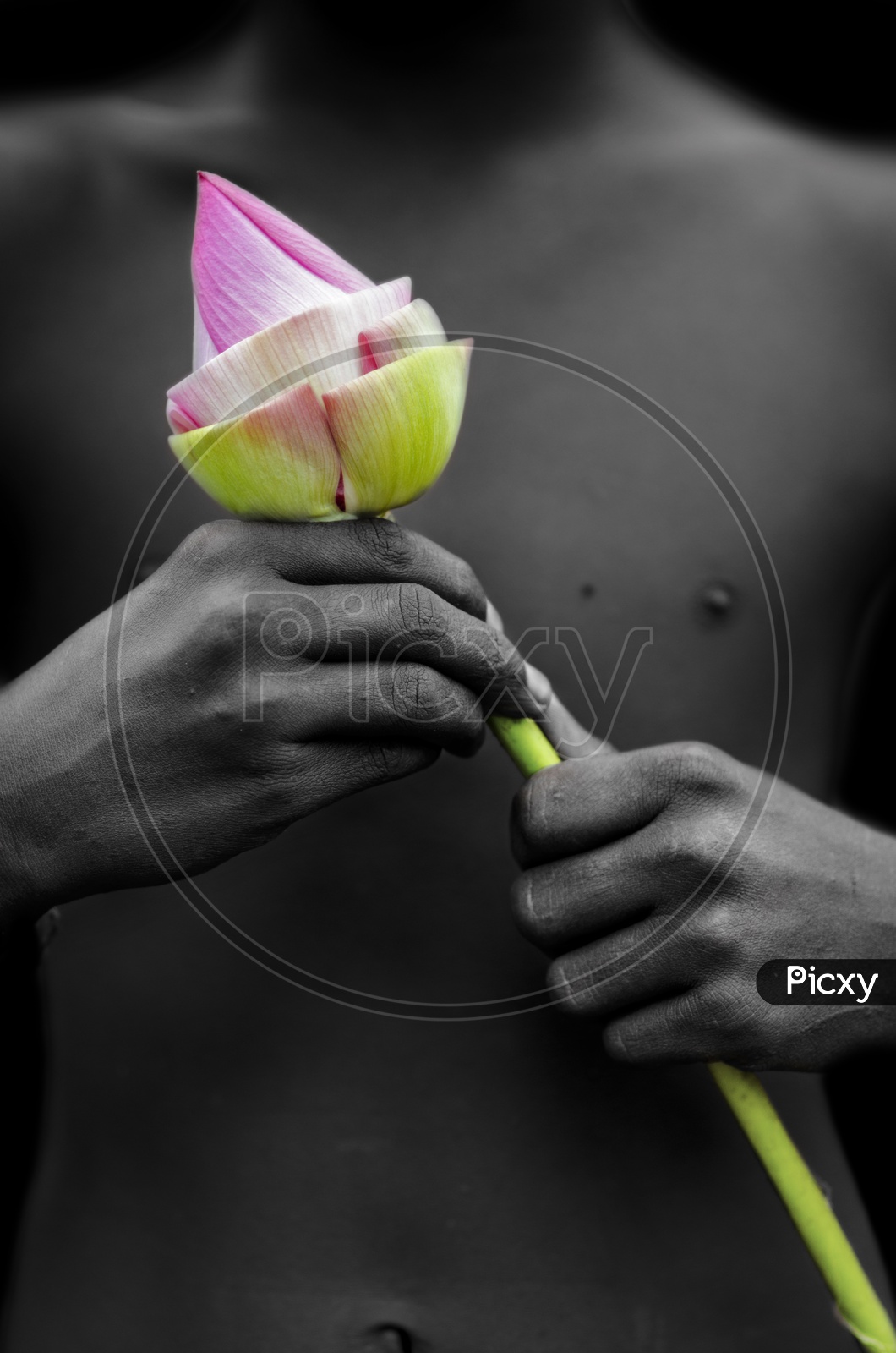 Boy holding a flower