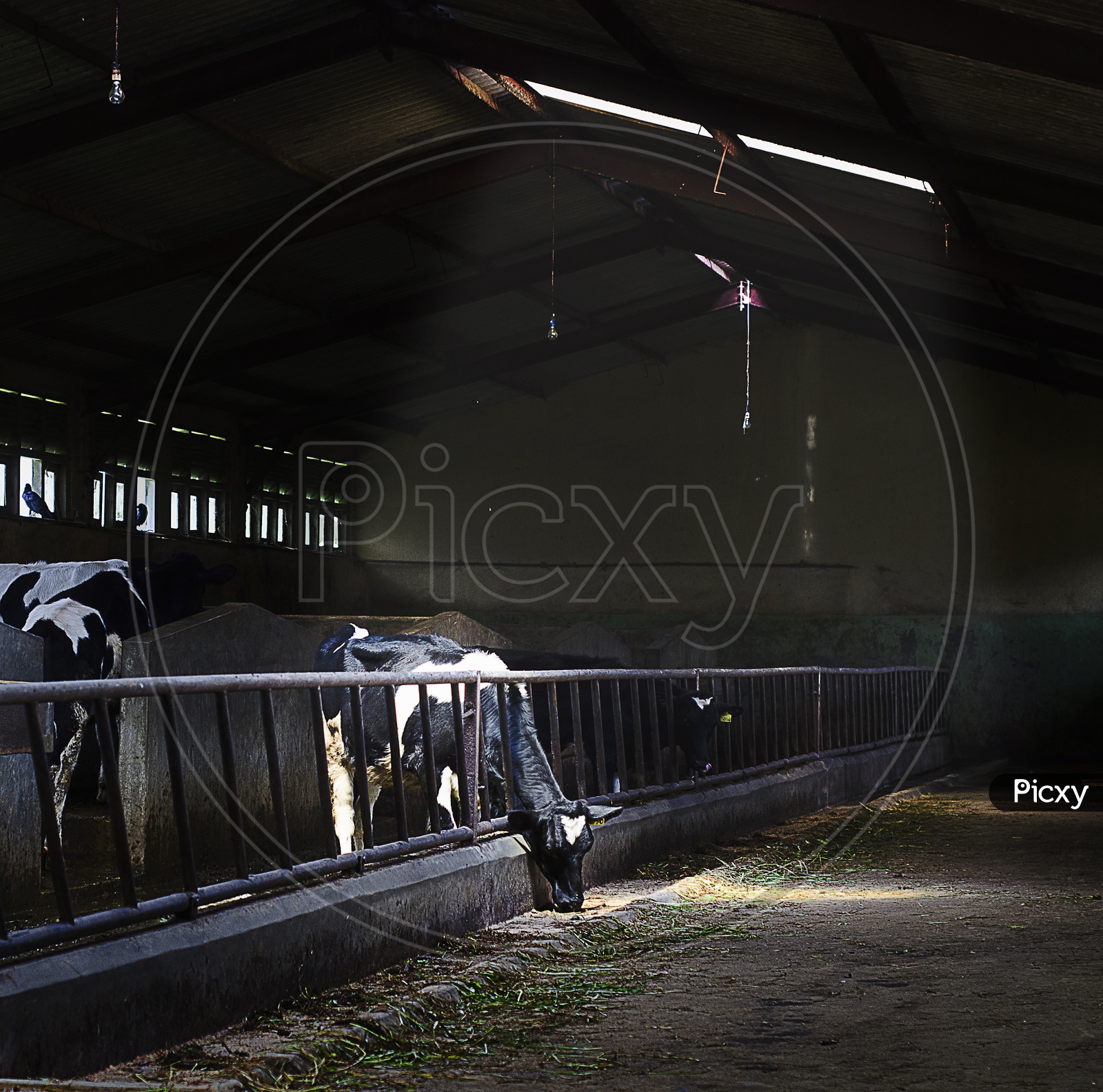 Cow in a Cow farm