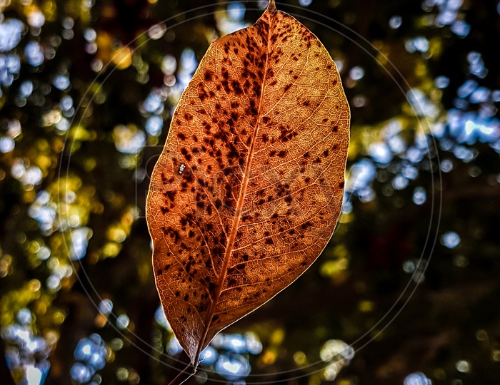 A falling leaf.