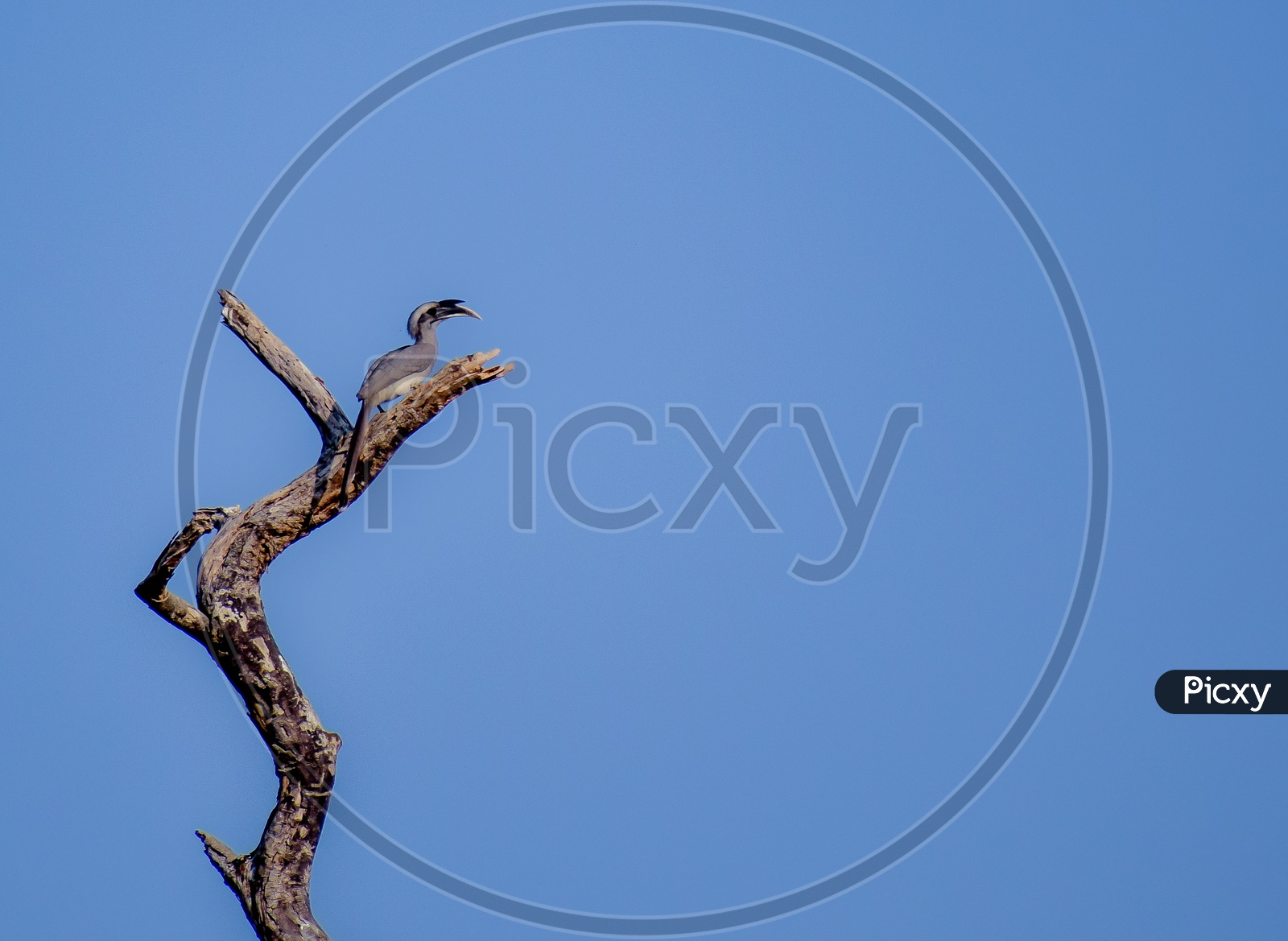 Indian grey Hornbill