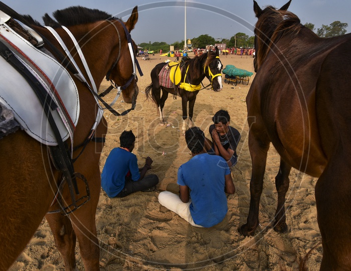 horses  in Mahabalipuram Beach for horse riding
