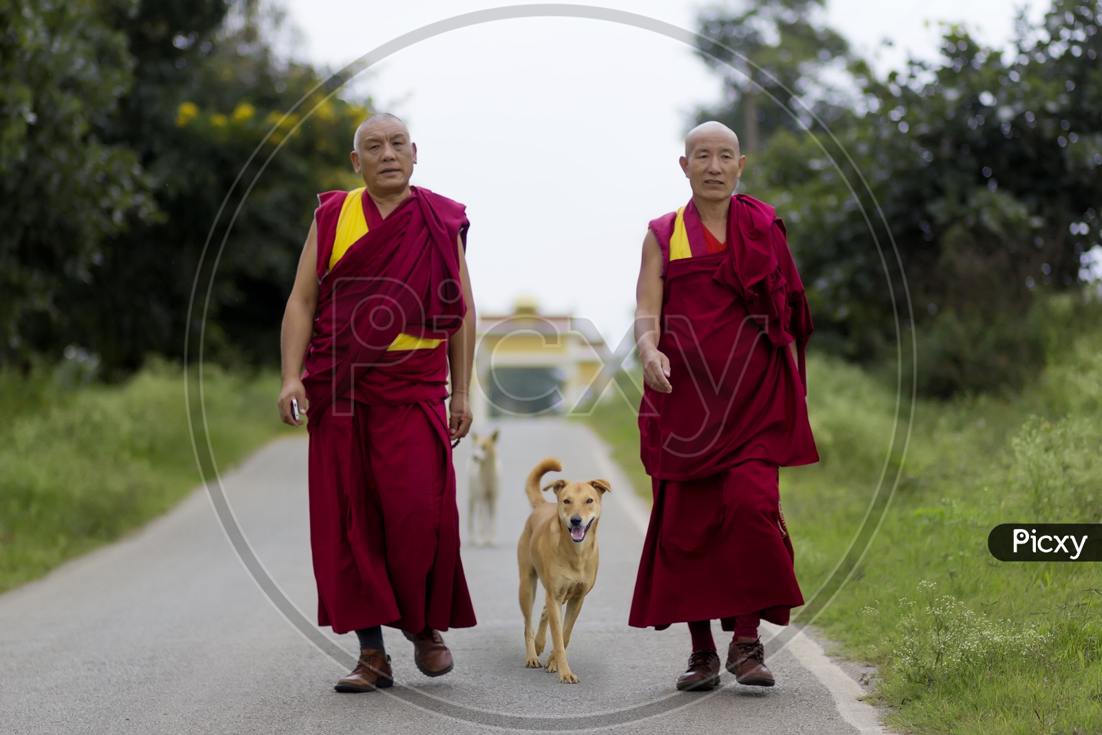 Little monks walking on the road with a dog