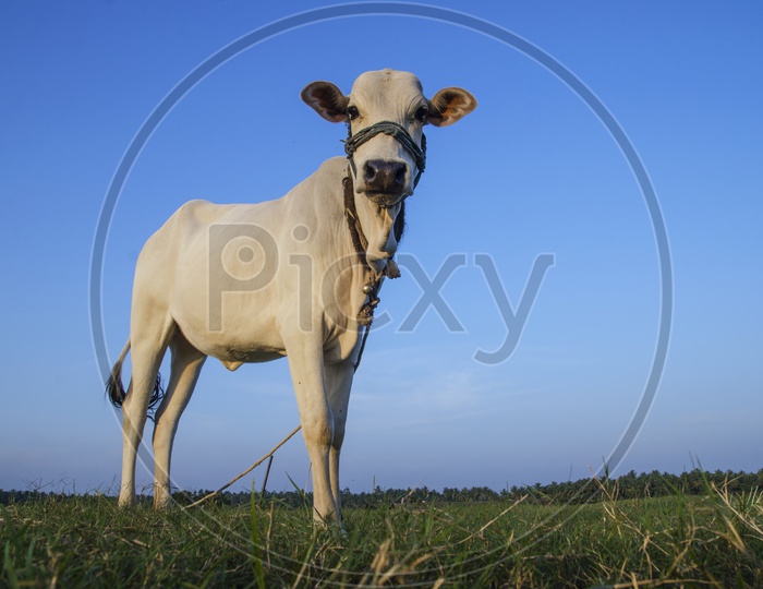 Calf in the fields - Village Views