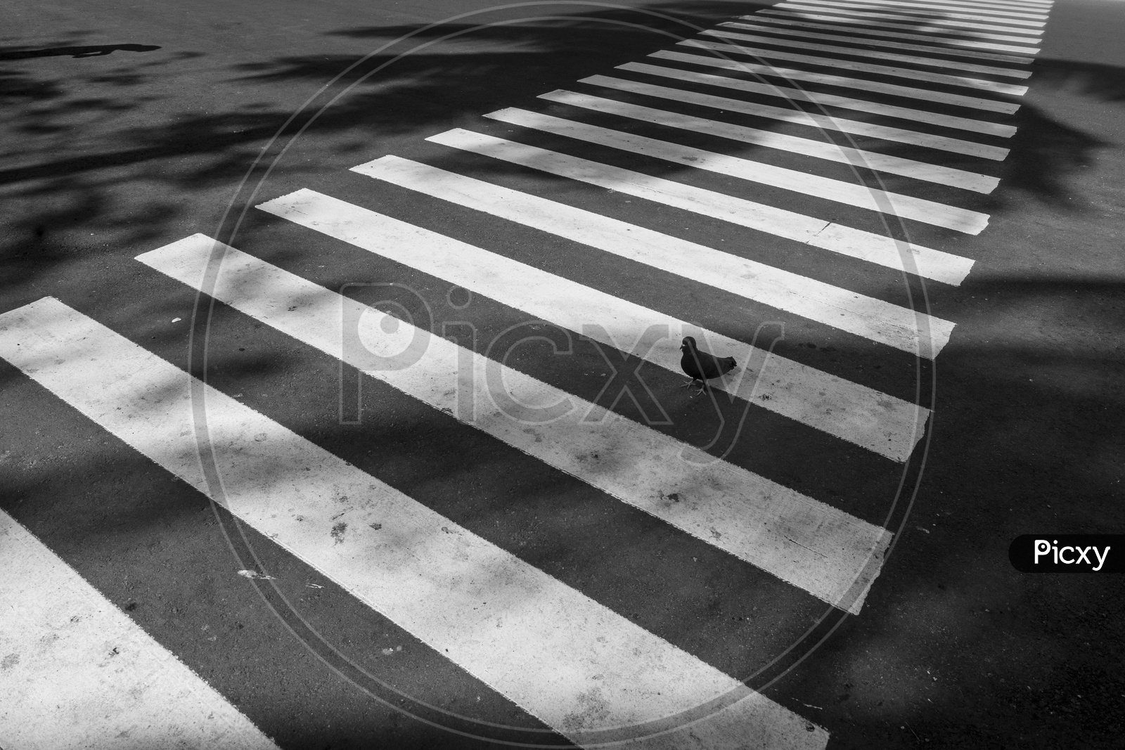 A Bird On Zebra Crossing