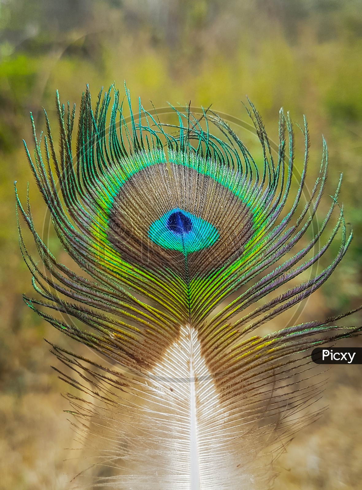 Peafowl's feather