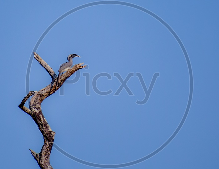 Indian grey Hornbill