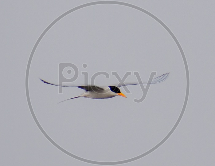 A River Tern bird