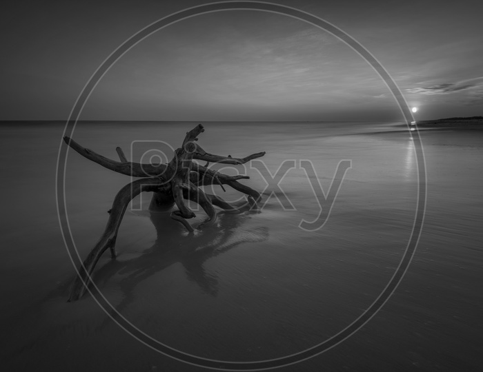 A Tree Wreaking In a Sea Composition Shot With long exposure on a beach