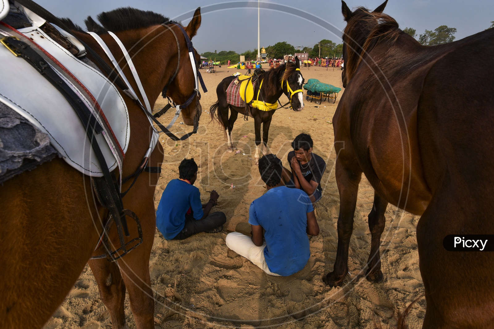 horses  in Mahabalipuram Beach for horse riding