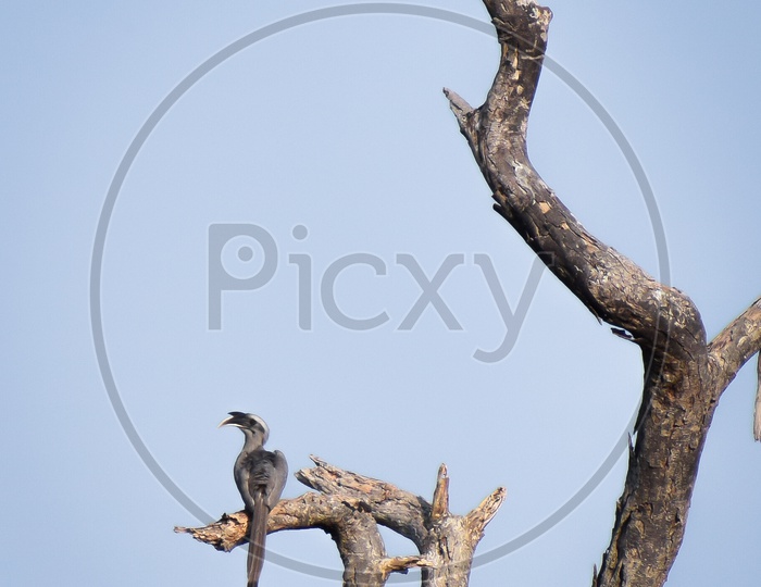 Indian Grey Hornbill.