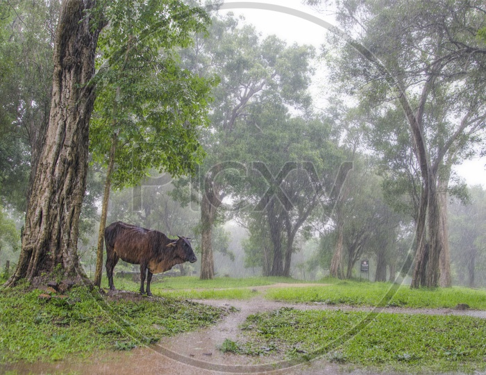 A cow in the rain