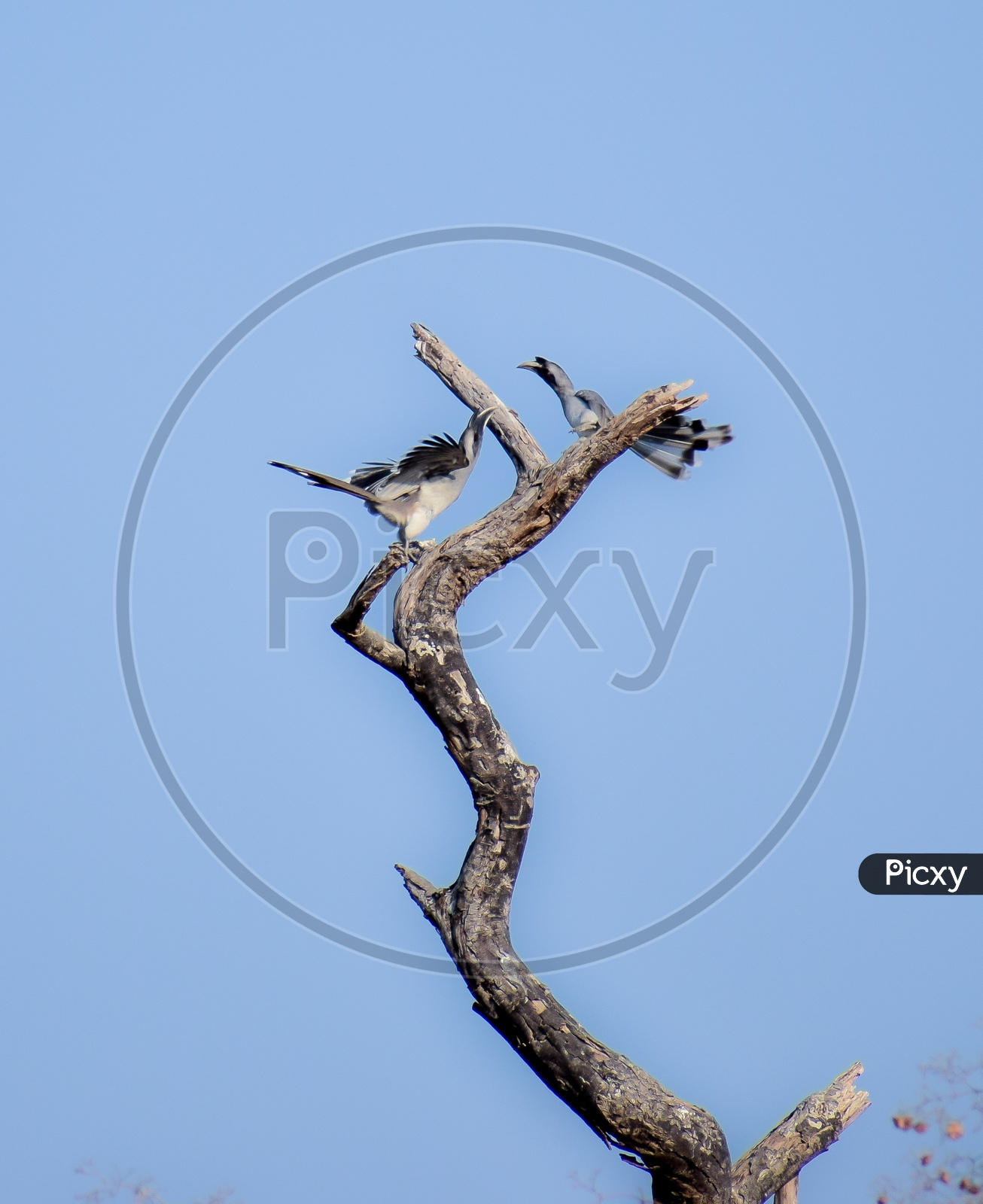 Indian grey Hornbills