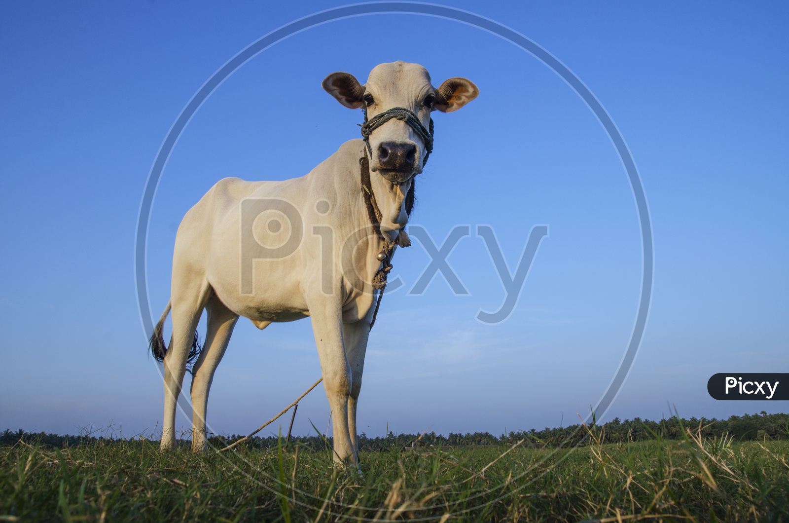 Calf in the fields - Village Views