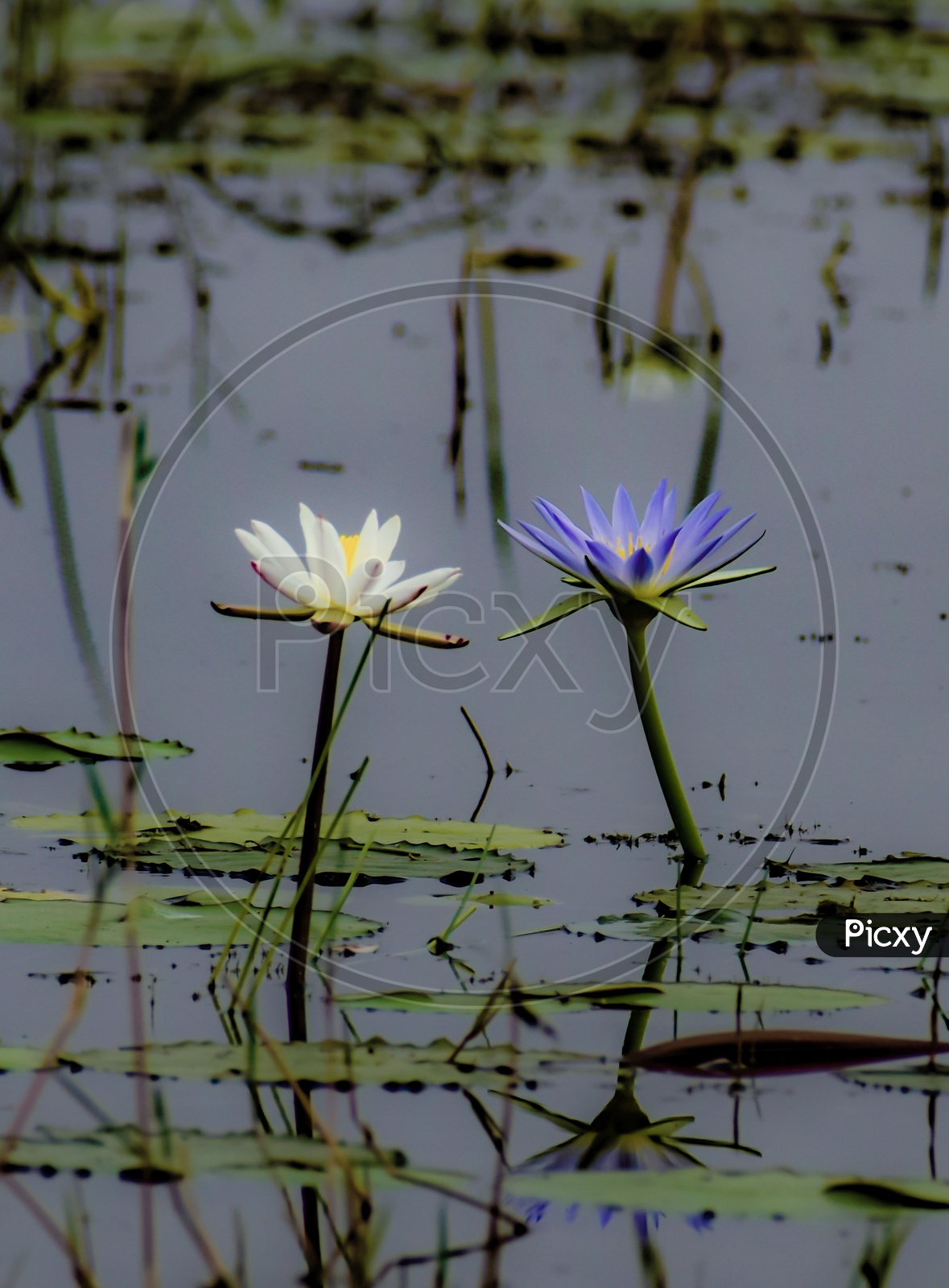The white and blue lotus