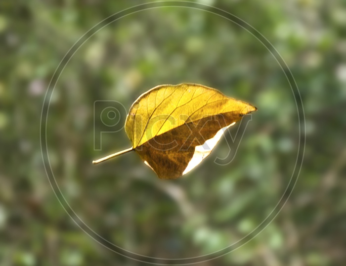 A yellow leaf