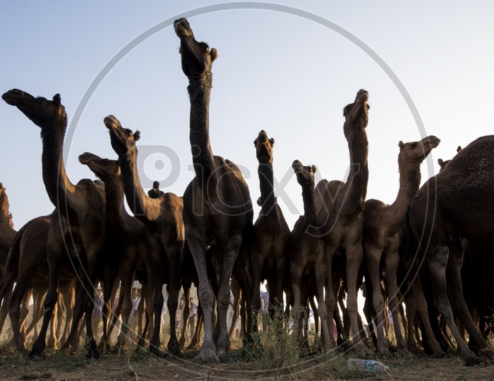 Silhouette Of Camels in Pushkar Camel Fair
