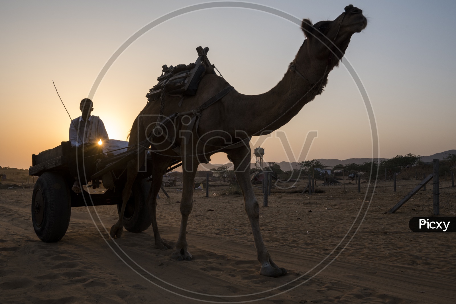Silhouette Of Camel cart  In Pushkar