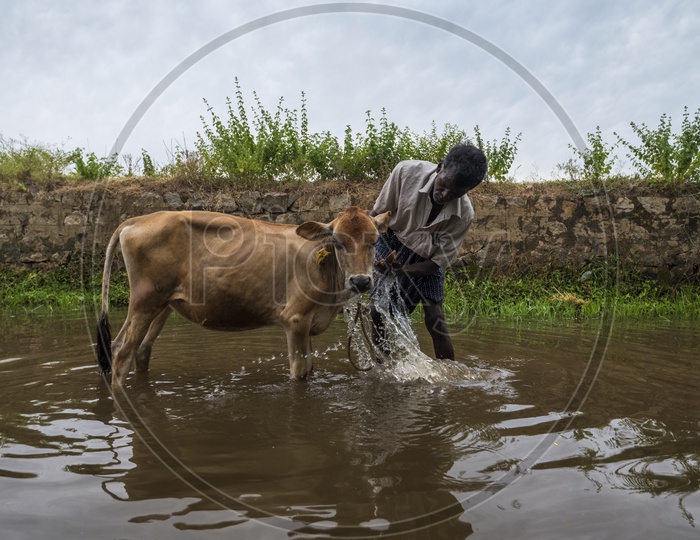 A Farmer Bathing His Calf in a Water Pond in a Village
