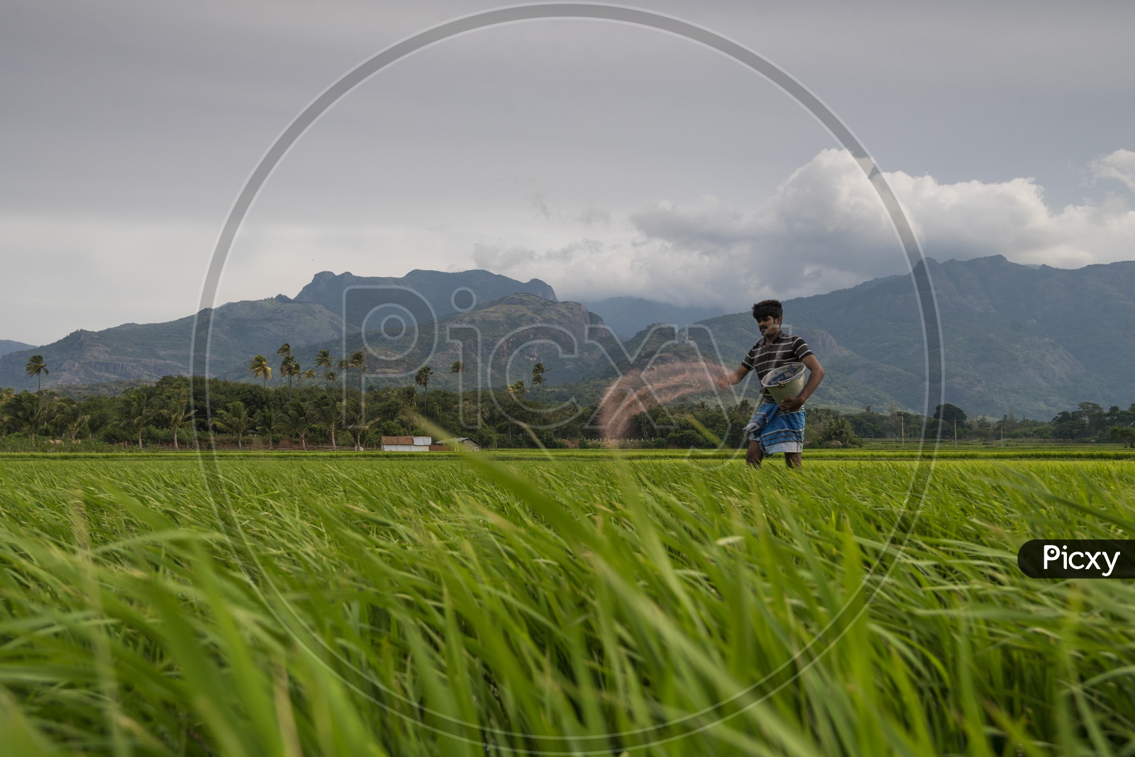A Farmer Sprinkling Fertilizers in His Paddy Field