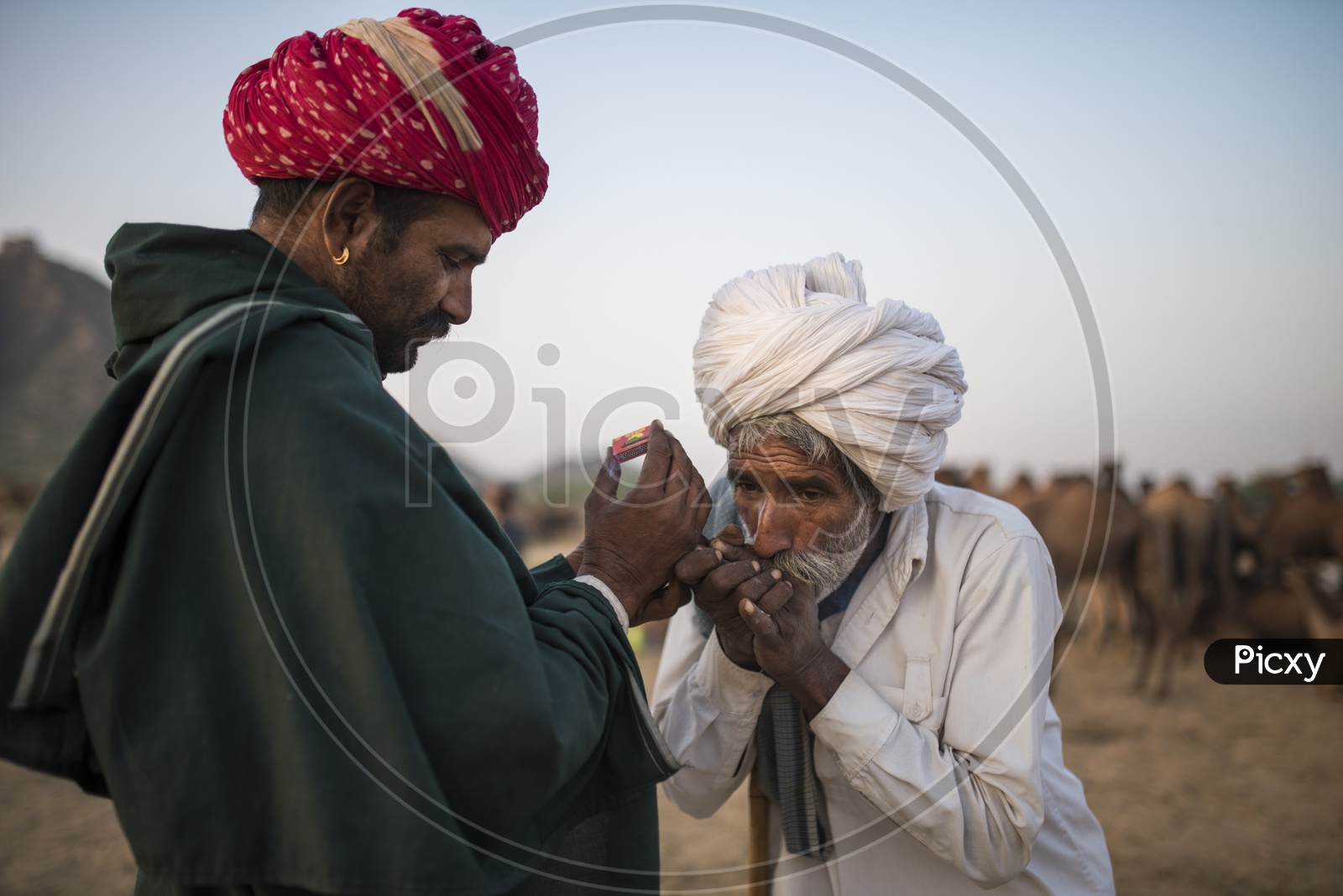 Rajasthan Camel Herders Lighting Ganja / Marijuana in Pushkar Camel Fair