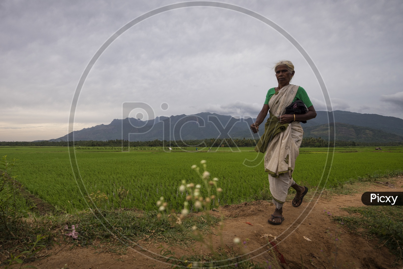 An Old Woman Walking On Pathways In Paddy Fields