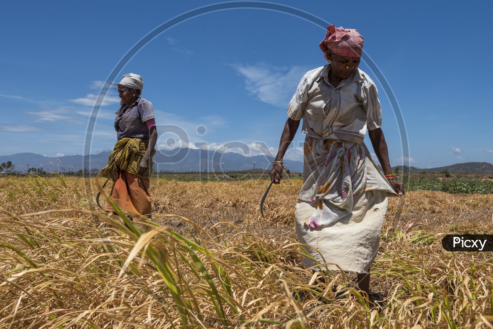 Women harvesting - Indian Agricultural Fields/Agri/Wheat