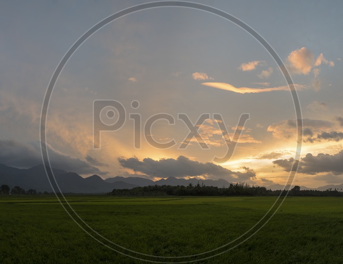 Sunset View Over a Paddy Field