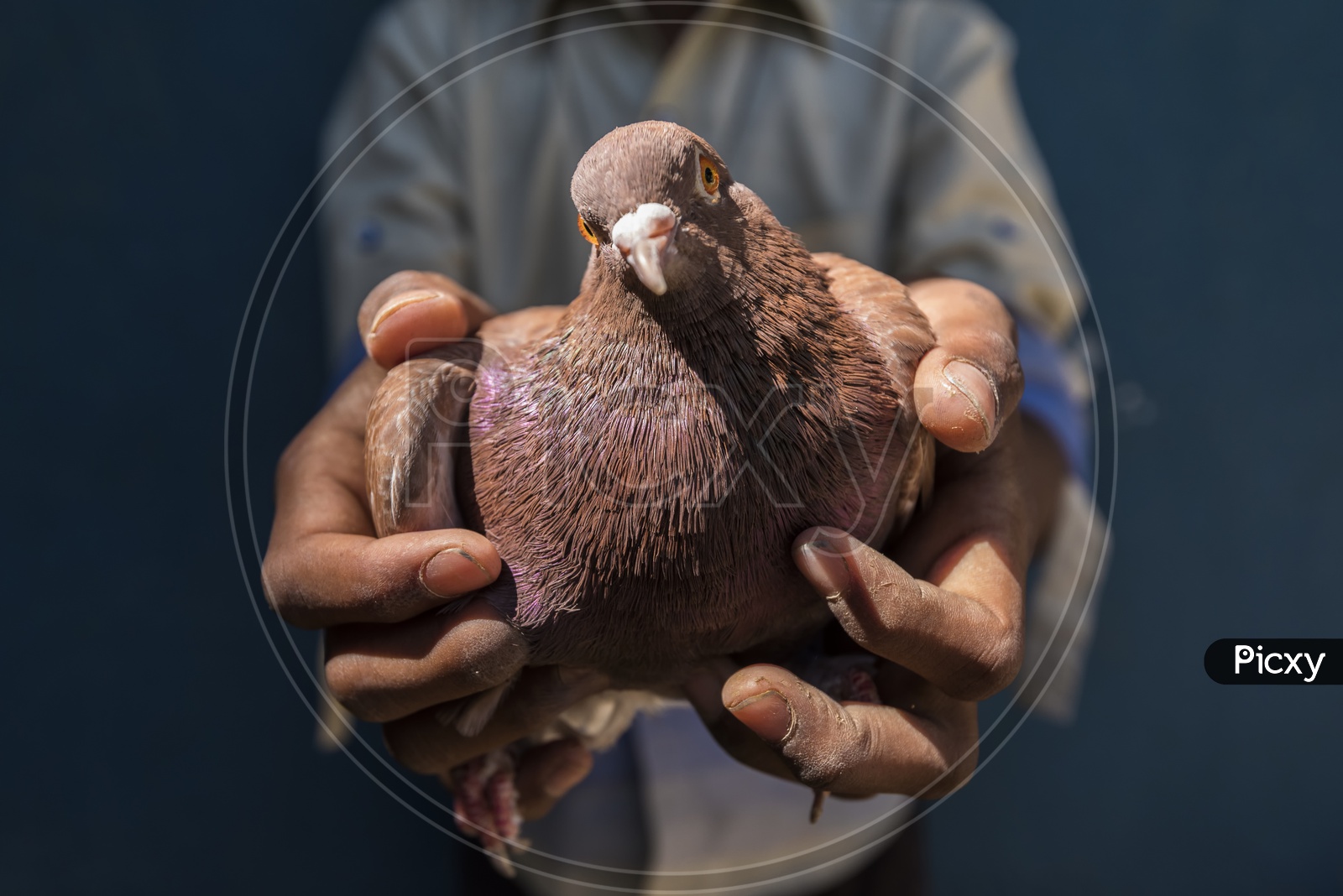 A Boy Holding Pigeon in hands Closeup Shot
