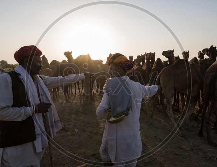 A Camel herders  With His Camels in Pushkar Camel Fair